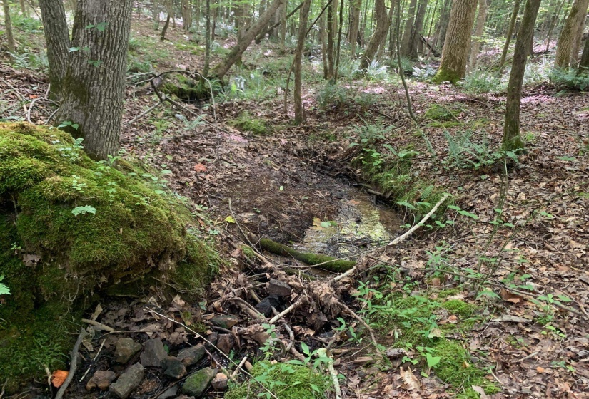 CAVE HOLLOW LN, Savannah, Tennessee 38372, ,Land,For Sale,10204857