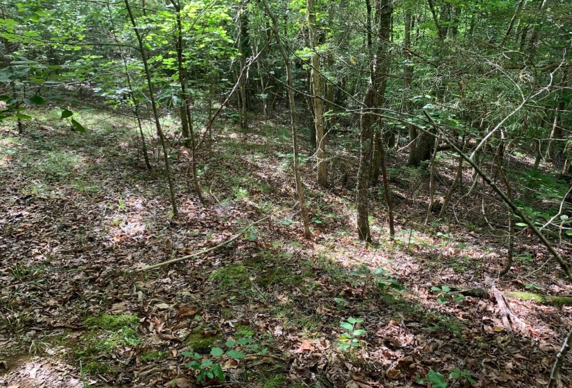 CAVE HOLLOW LN, Savannah, Tennessee 38372, ,Land,For Sale,10204857