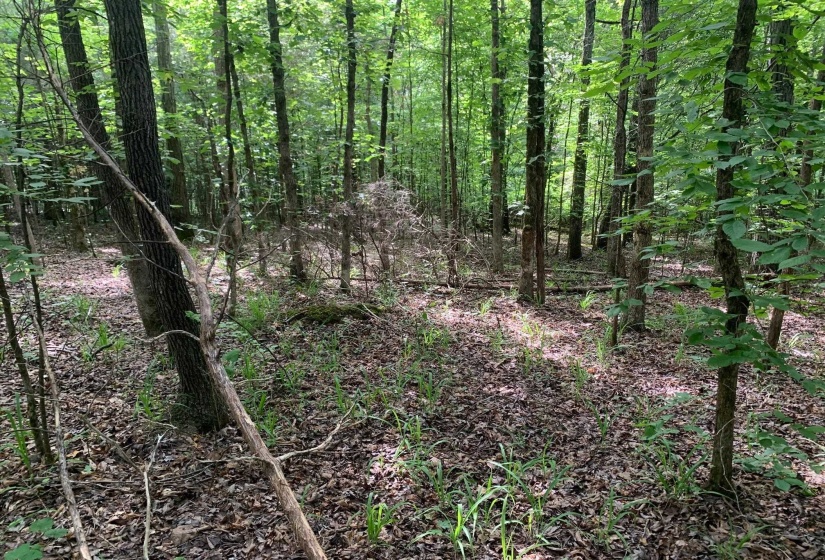 CAVE HOLLOW LN, Savannah, Tennessee 38372, ,Land,For Sale,10204857