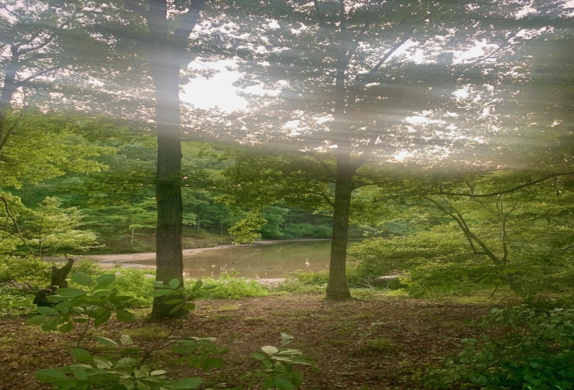 29 LAKEWOOD DR, Unicorp/Saulsbury, Tennessee 38067, ,Land,For Sale,LAKEWOOD,10205071