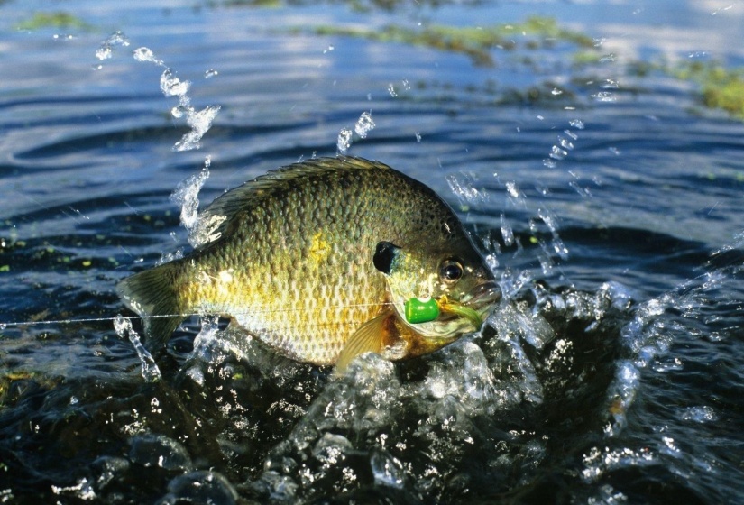 30 LAKEWOOD DR, Unicorp/Saulsbury, Tennessee 38067, ,Land,For Sale,LAKEWOOD,10205072