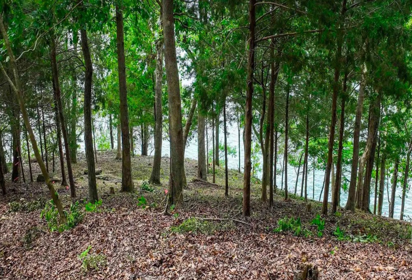 View of undeveloped land