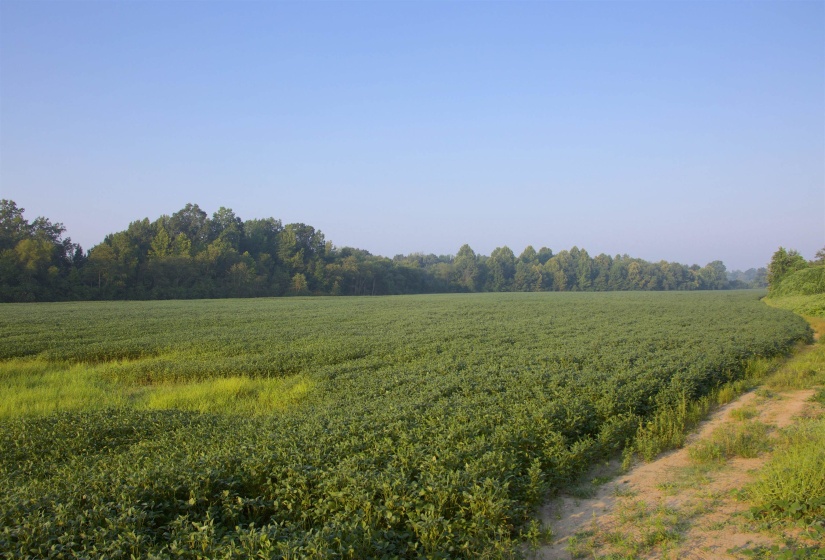 View of nature with rural landscape