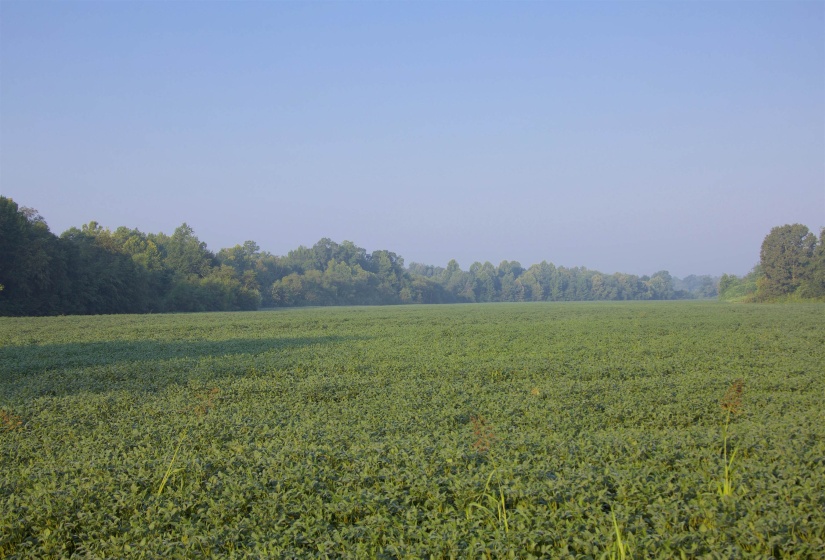 View of tree filled area with a view of countryside