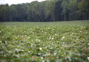 23500 TENNESSEE 125 HWY, Bolivar, Tennessee 38068, ,Land,For Sale,TENNESSEE 125,10205109 23500 TENNESSEE 125 HWY, Bolivar, Tennessee 38068, ,Land,For Sale,TENNESSEE 125,10205109