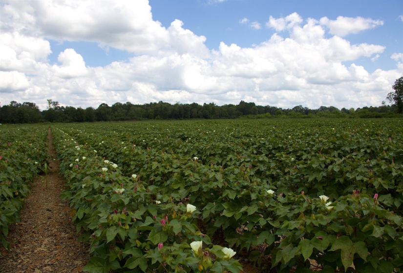 View of nature featuring rural landscape and large plots for crops