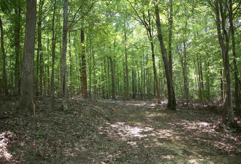 View of wooded area