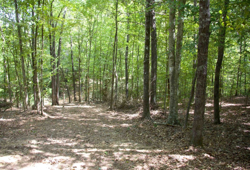 View of wooded area