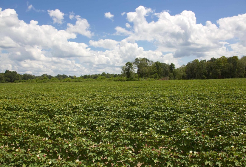 View of local wilderness with rural landscape