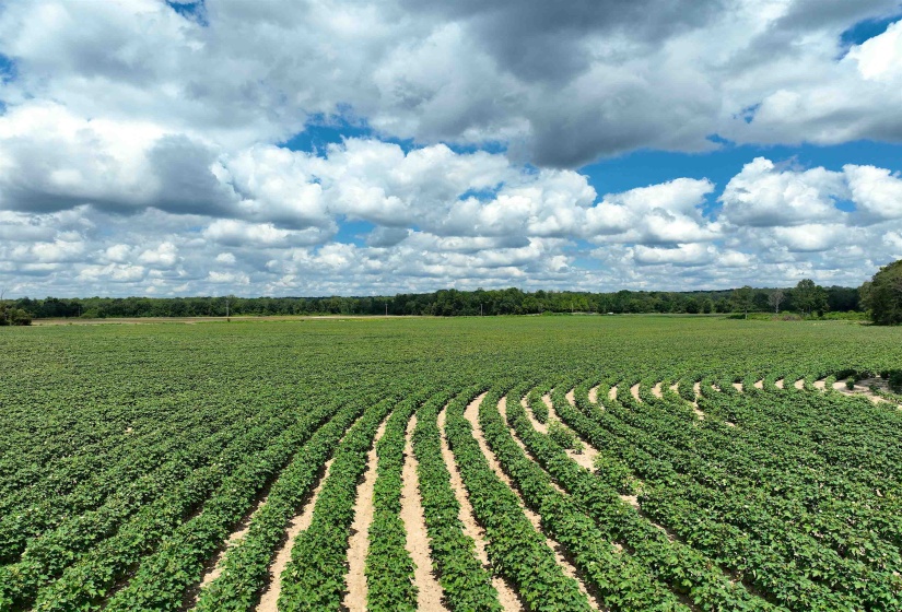 View of rural area featuring extensive farmland