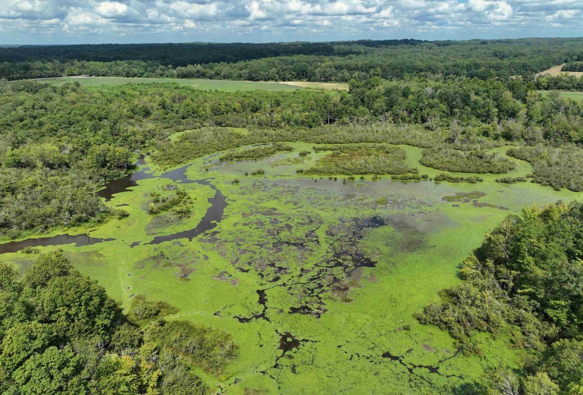 Bird's eye view of a forest