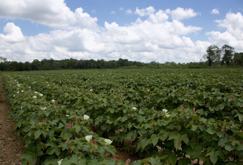 View of nature with rural landscape