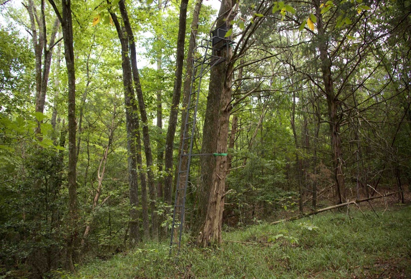 View of wooded area