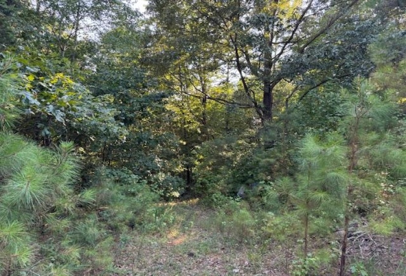 View of wooded area