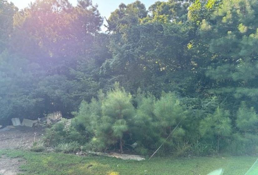 View of nature