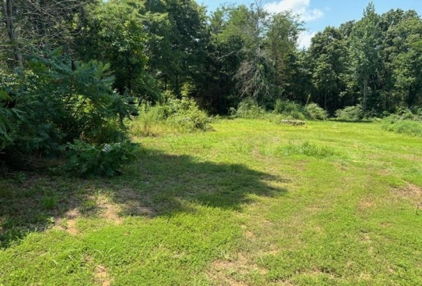 View of local wilderness