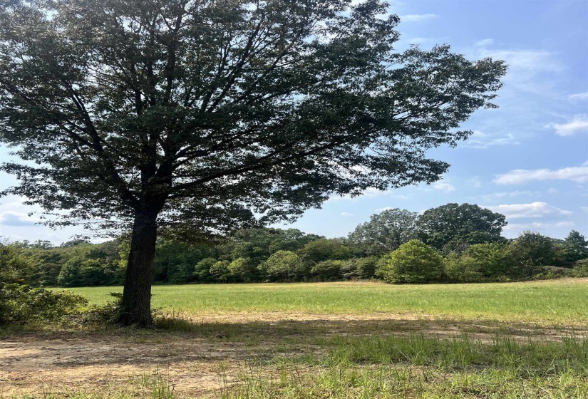 View of woods