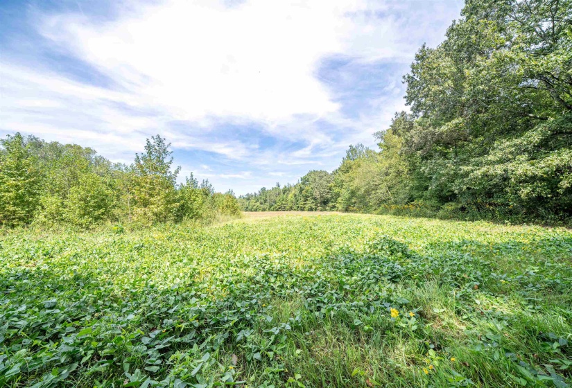 View of tree filled area