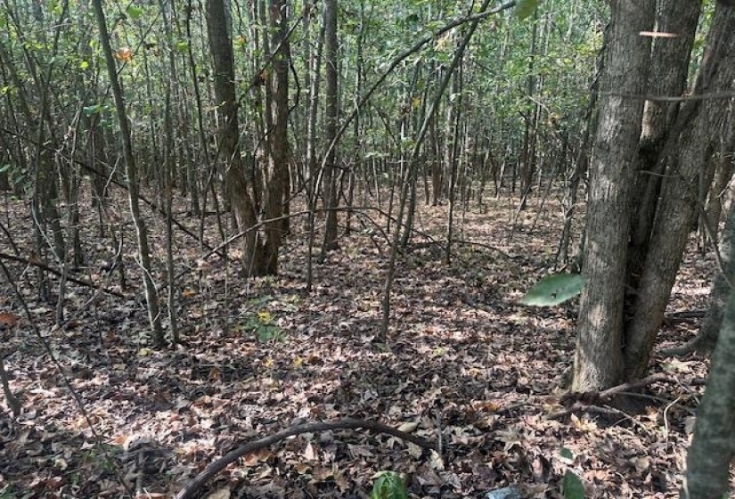 View of undeveloped land