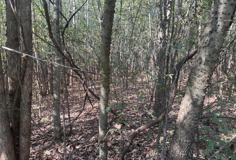 View of wooded area