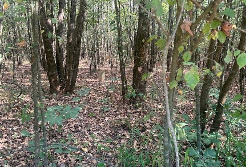 View of wooded area