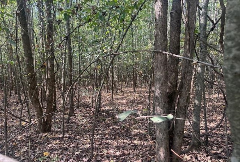 View of tree filled area