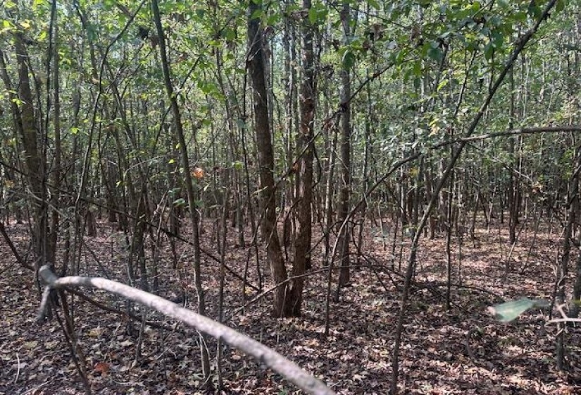 View of nature