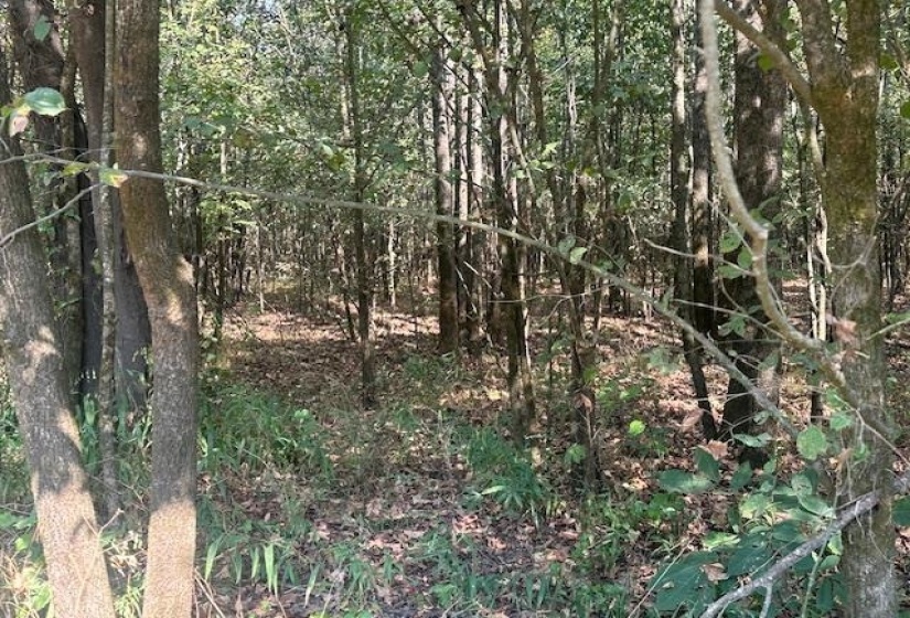 View of wooded area