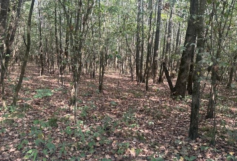 View of woods