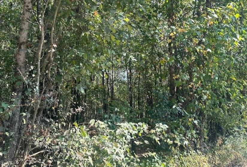 View of undeveloped land