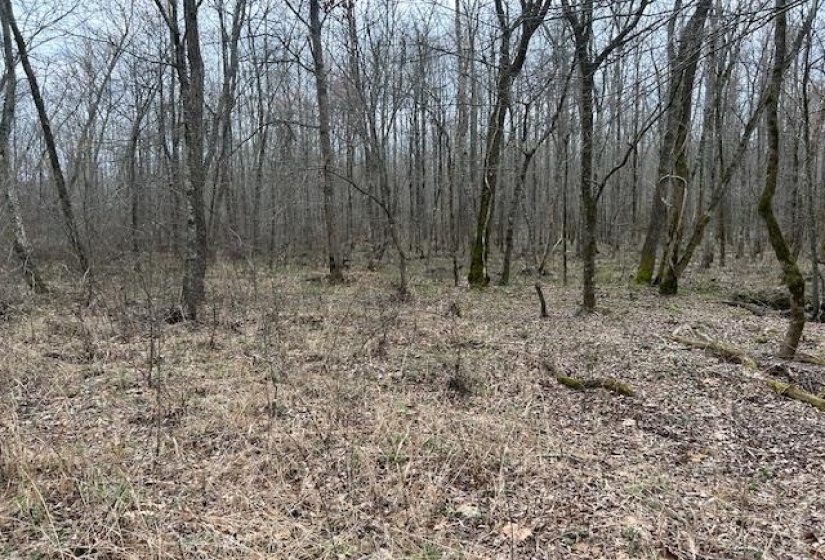 000 TEAGUE RD, Medon, Tennessee 38356, ,Land,For Sale,TEAGUE,10206063