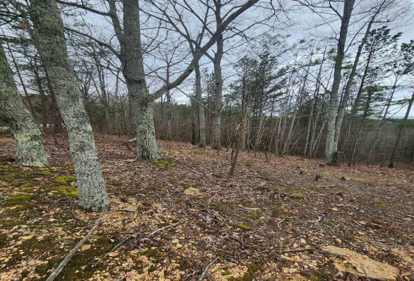 View of nature with a forest view