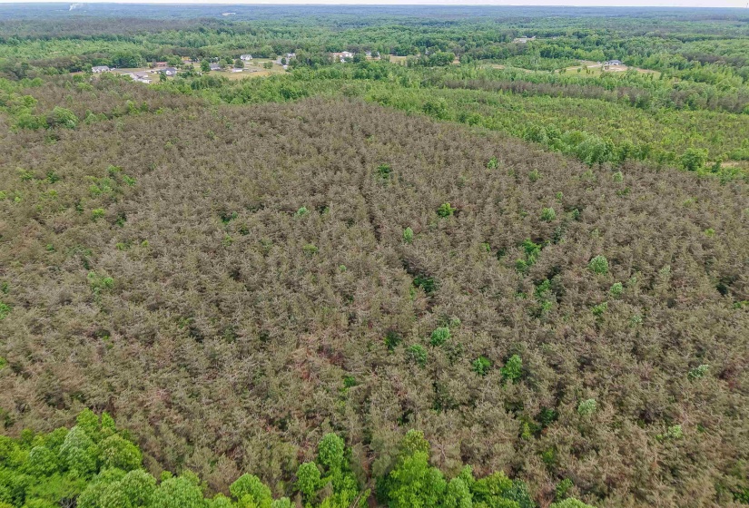 RACE PATH RD, Stantonville, Tennessee 38379, ,Land,For Sale,RACE PATH,10206498