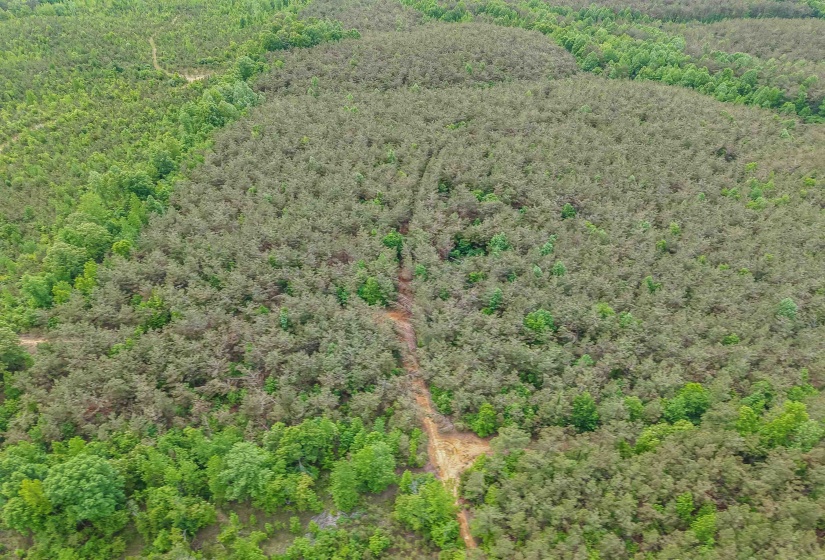 RACE PATH RD, Stantonville, Tennessee 38379, ,Land,For Sale,RACE PATH,10206498