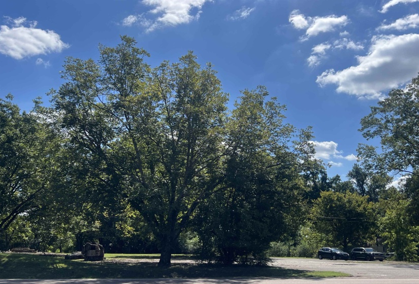 View of asphalt road featuring a forest view