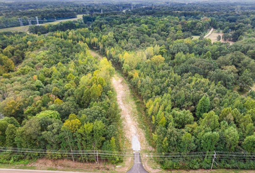 Drone / aerial view of a forest