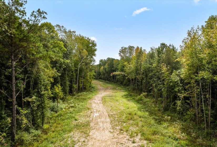 View of woods