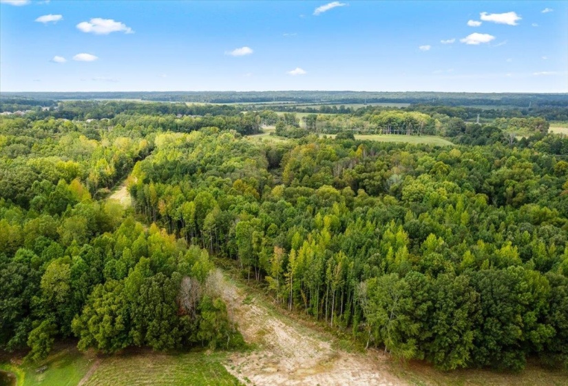 Aerial view of a forest