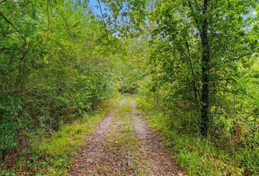 View of road featuring a view of trees