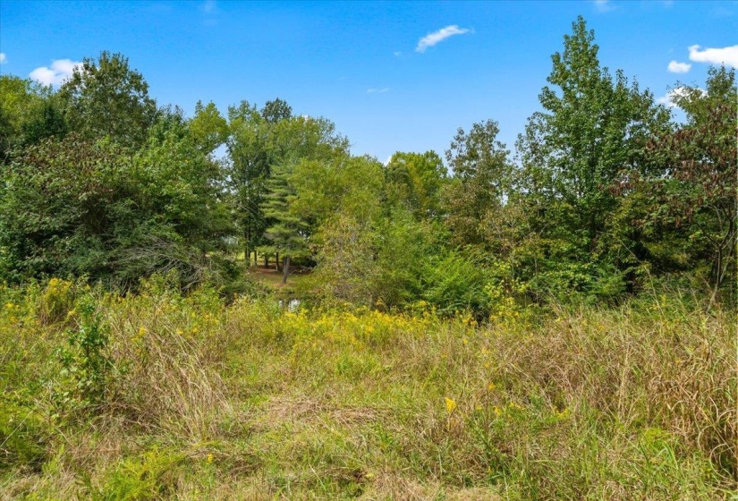 View of undeveloped land