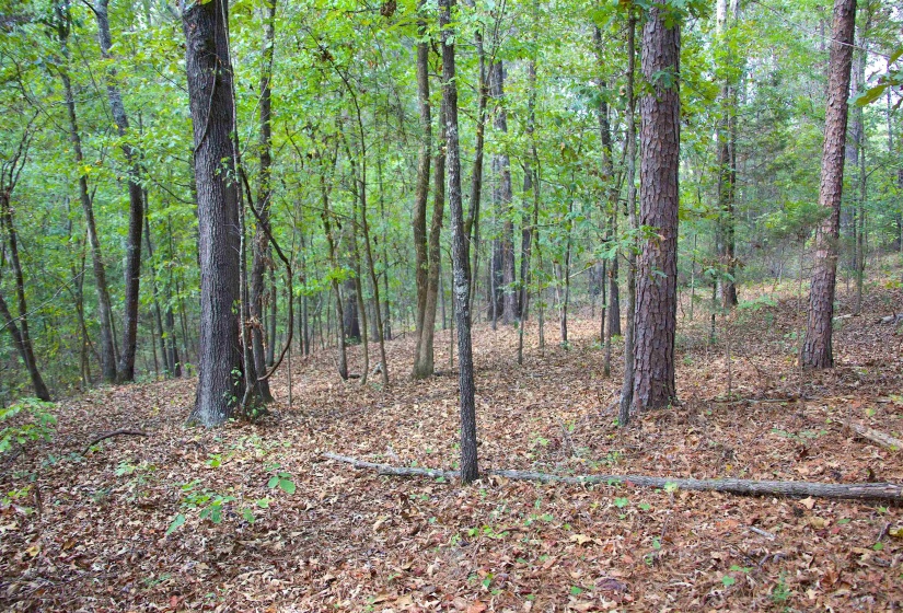 View of wooded area