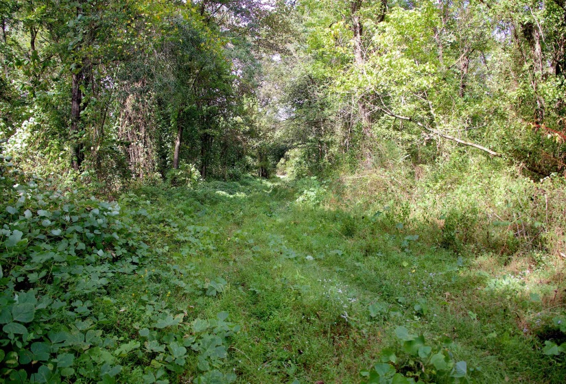 View of tree filled area
