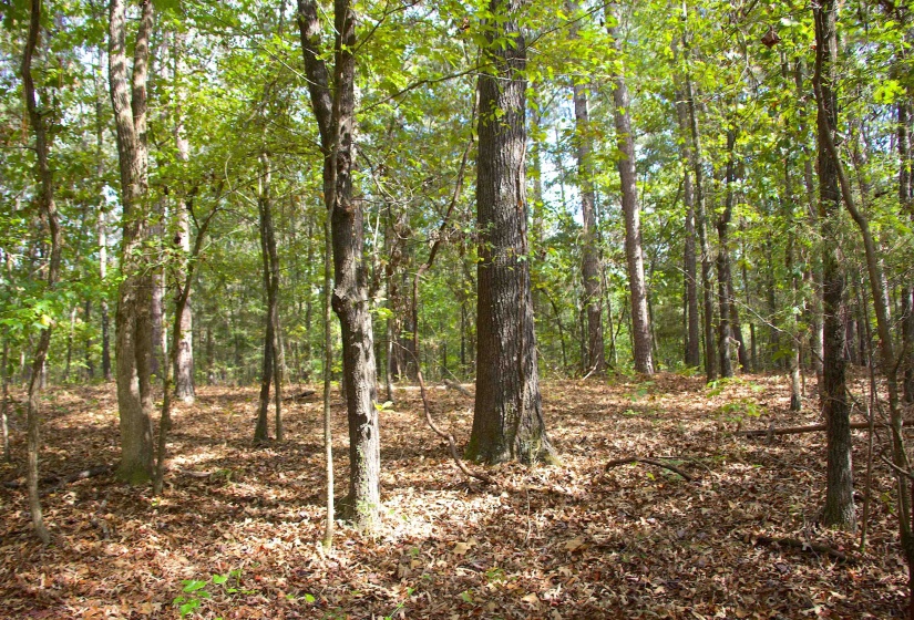 View of tree filled area