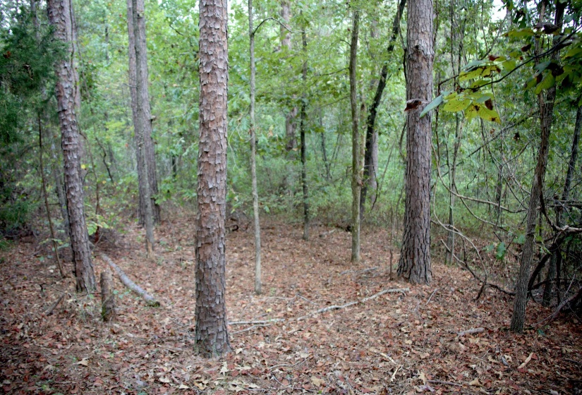 View of tree filled area