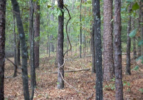 914 PARK SWAIN RD, Grand Junction, Tennessee 38039, ,Land,For Sale,PARK SWAIN,10206652 914 PARK SWAIN RD, Grand Junction, Tennessee 38039, ,Land,For Sale,PARK SWAIN,10206652
