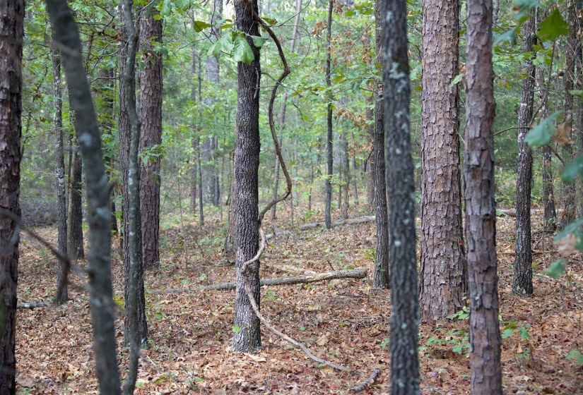 View of tree filled area