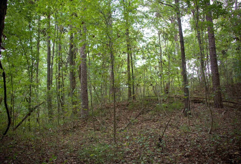 View of wooded area
