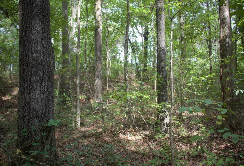 View of wooded area