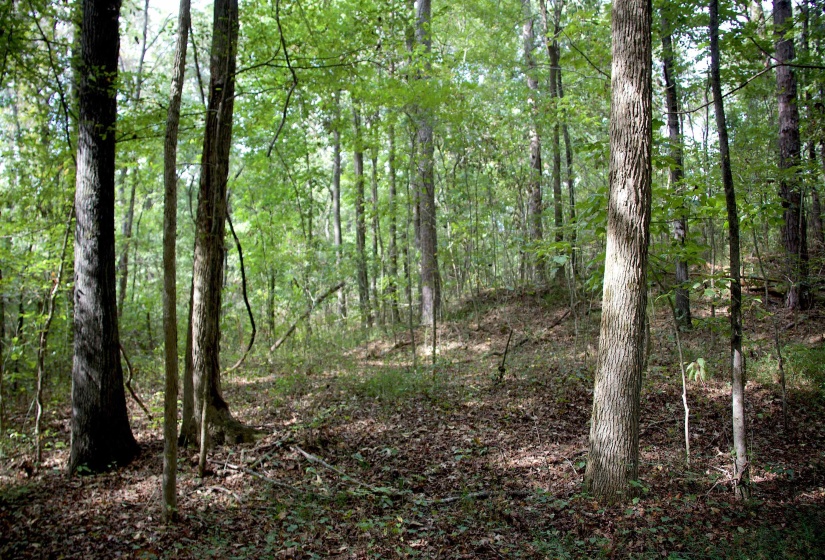 View of woods