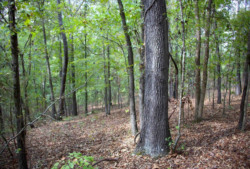 View of tree filled area
